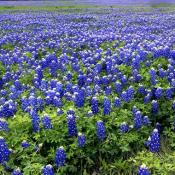 Field of Texas bluebonnets
