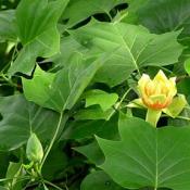 Tulip poplar blossom and leaves (Liriodendron tulipifera)