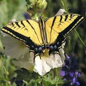 Two-tailed swallowtail butterfly (Papilio multicaudata) 