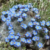 Alpine forget-me-not flowers