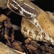 Arizona ridge-nosed rattlesnake