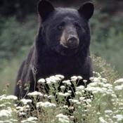 Black bear - a state symbol of WV, LA, NM
