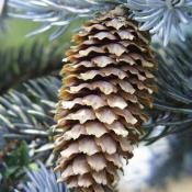 Colorado Blue Spruce (Picea pungens) needles and cone