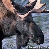 Bull Moose