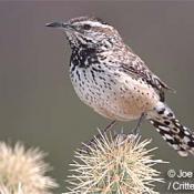 arizona state bird cactus wren