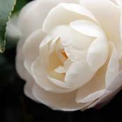 Camellia flower - white