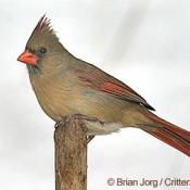 Female northern cardinal