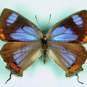 Colorado Hairstreak Butterfly