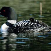 Common Loon with chick 