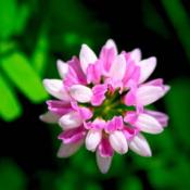 Crownvetch flower