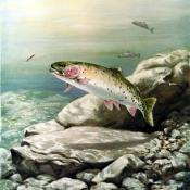 Greenback cutthroat trout