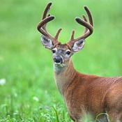 White-tailed deer buck with new spring antlers