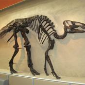 Hadrosaur fossil skeleton