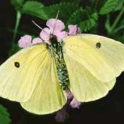 Female California Dogface butterfly