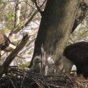 Bald eagle pair with eaglet in nest