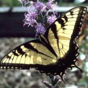Eastern Tiger Swallowtail butterfly on flower