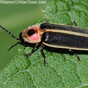 Eastern firefly (Photinus pyralis) 