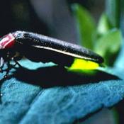 Pennsylvania firefly flashing its light