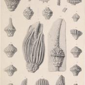 Crinoidea camerata fossils