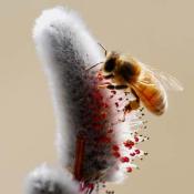 Honeybee on willow bloom