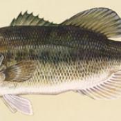 Largemouth bass illustration