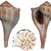 Lightning whelk shell