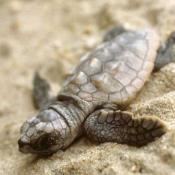 Loggerhead sea turtle hatchling