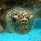 Adult loggerhead sea turtle