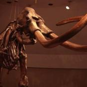 Woolly mammoth fossil