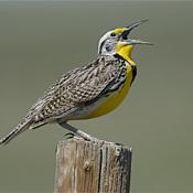 Western meadowlark singing - state symbol of KS-MT-NE-ND-OR-WY