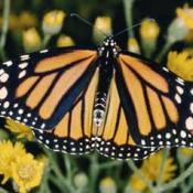 Adult monarch butterfly