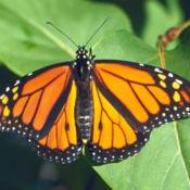 Male monarch butterfly