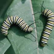 Monarch butterfly caterpillers