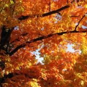 Oak tree - autumn glory