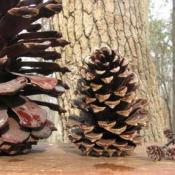 Pine Cones: Longleaf Pine, Loblolly Pine, Alder 