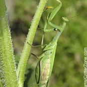 European praying mantis: Mantis religiosa