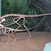 Casts of an adult and juvenile Coelophysis bauri mounted at the Denver museum of Nature and Science. The adult is carrying the vertebra of another animal in its mouth as if it were food, and the juvenile is hungrily reaching up for it. 