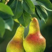 Pears (Pyrus communis) official state fruit of Oregon