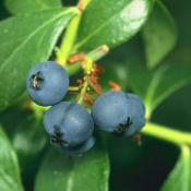 Blueberry plant with ripe blueberries