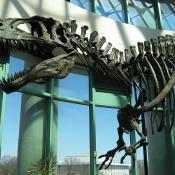 Acrocanthosaurus atokensis dinosaur fossil
