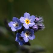 Alpine forget-me-not; state flower of Alaska