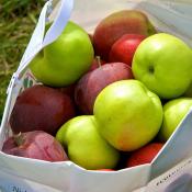 Vermont apples 