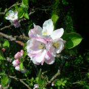Apple blossom; state flower of Arkansas and Michigan