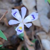 Wild iris in Arkansas