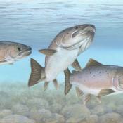 Atlantic salmon (Salmo salar) illustration