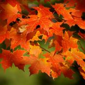 Autumn sugar maple leaves