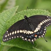 Black swallowtail butterfly (Papilio polyxenes) - Oklahoma state butterfly