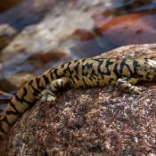 Photo of blotched tiger salamander on rock