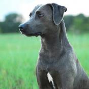 Blue Lacy Dog