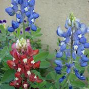 Bluebonnets and a maroon bluebonnet